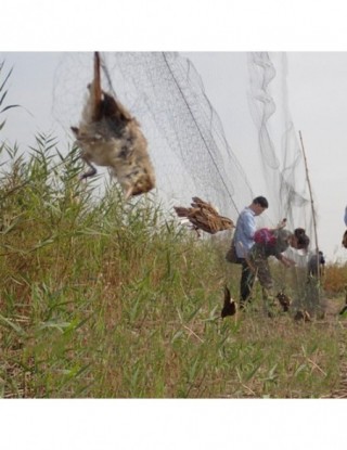 Przeciw ptakom Catcher...