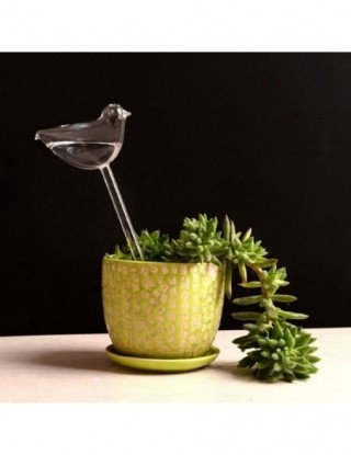 6 rodzajów szklanych roślin...