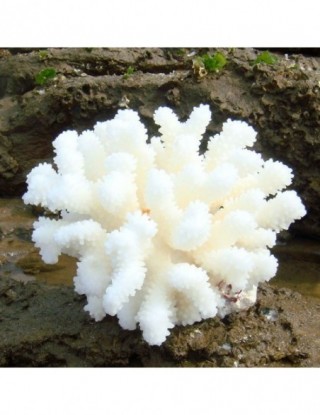 Aqumotic prawdziwy koral...