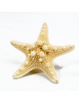 1pcs Mini Starfish...