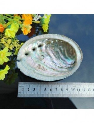 5 rozmiary Abalone Shell...