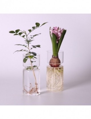 Wyczyść szkło hiacynt wazon...