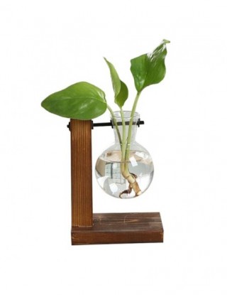 Terrarium roślina...