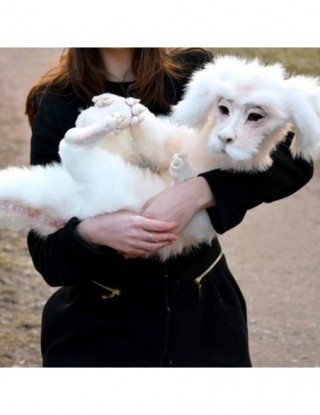 Falkor z niekończącej się...