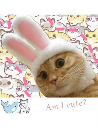 Zabawny wielkanoc śliczny...