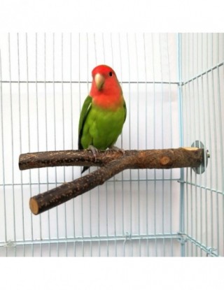 Zwierzęta domowe są papuga...