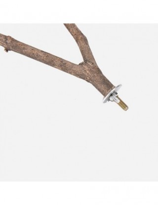 Zwierzęta papuga ptak...