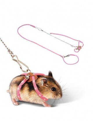 Nowe małe zwierzę...